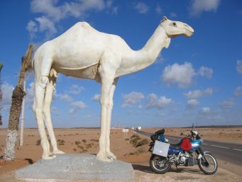 tan tan camelbike.jpg